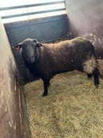 Bok, Dieren en Toebehoren, Schapen, Geiten en Varkens