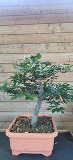 Bonsai. Beuk. Fagus., Tuin en Terras, Ophalen