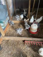 Verschillende soorten jonge kippen, Dieren en Toebehoren, Pluimvee, Meerdere dieren, Kip