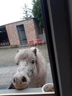 Gezocht paard/grote pony, Dieren en Toebehoren, Paarden