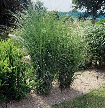 Miscanthus sinensis gracillimus  beschikbaar voor biedingen