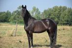 interessante merrie van Farrel x Stedinger, Dieren en Toebehoren, Paarden, Merrie, Gechipt, Dressuurpaard, 170 tot 175 cm
