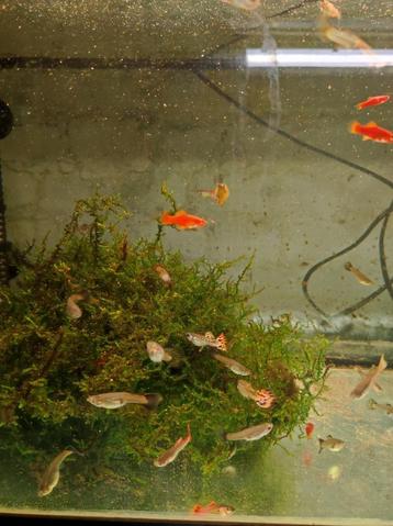 Guppy's beschikbaar voor biedingen