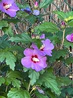 Jonge hibiscus scheuten., Tuin en Terras, Ophalen, Overige soorten, Struik, 100 tot 250 cm