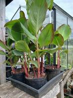 Canna edulis, Ophalen, Volle zon, Zomer, Groenteplanten