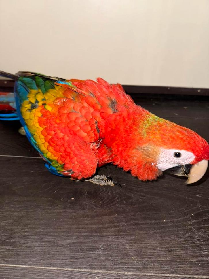 Jonge, super lieve geelvleugel ara (ara macao) ️, Dieren en Toebehoren, Vogels | Parkieten en Papegaaien, Papegaai, Pratend, Tam