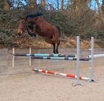Jument cso, Dieren en Toebehoren, Paarden, Merrie, Springpaard, Minder dan 160 cm, 0 tot 2 jaar