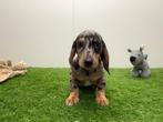 Chiots Teckel Nain à poil lisse, Poils courts, Chien (mâle), Hépatite contagieuse (maladie de Rubarth), Belgique