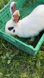 Konijnen, Animaux & Accessoires, Lapins
