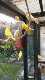 Kanaries, Dieren en Toebehoren