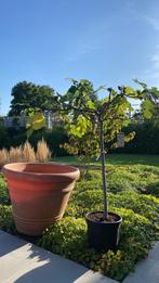 grote plastieke plantenbak - terracota look, Tuin en Terras, Kunststof, Gebruikt, Rond, Ophalen of Verzenden