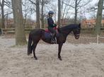 Knappe donkere merrie, Dieren en Toebehoren, Paarden, Merrie, Niet van toepassing, 3 tot 6 jaar, 160 tot 165 cm