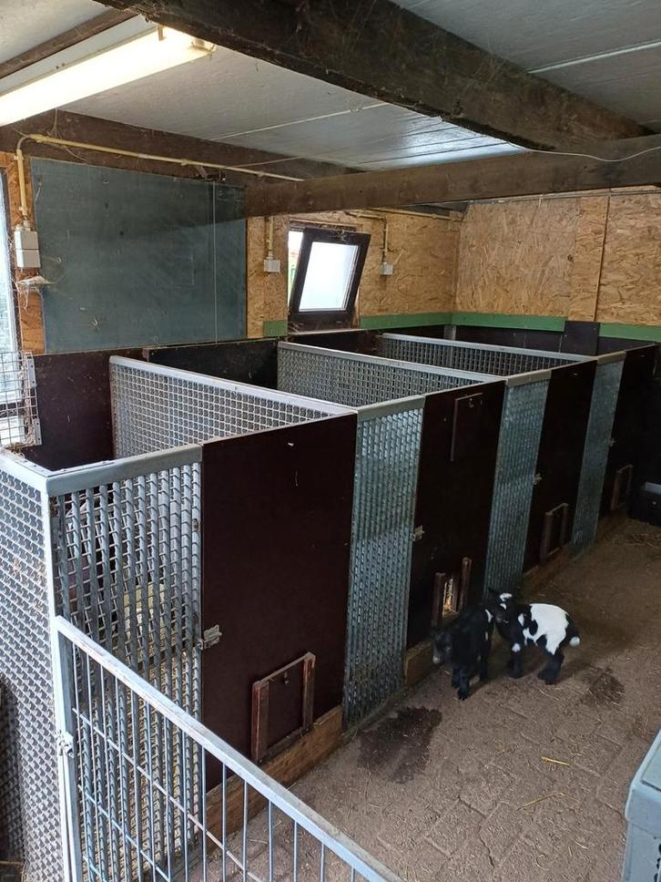 Geitenstal, Dieren en Toebehoren, Schapen, Geiten en Varkens