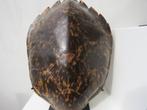 Carapace de tortue Water Turtle Antigua sur piédestal, Antiquités & Art, Curiosités & Brocante, Enlèvement
