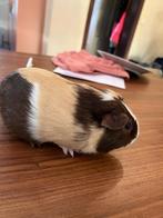 Beer cavia, Dieren en Toebehoren, Knaagdieren, Cavia, Mannelijk, Januari, Tam