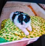 Klein keesjes  keeshondje, Dieren en Toebehoren, Honden | Poolhonden, Keeshonden en Oertypen, België, Fokker | Hobbymatig, 8 tot 15 weken