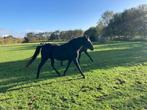 Kudde paarden te koop, Meerdere dieren, Onbeleerd, 160 tot 165 cm