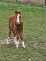 Welsh A pony hengstje, Dieren en Toebehoren, Niet van toepassing, 0 tot 2 jaar, Hengst, A pony (tot 1.17m)