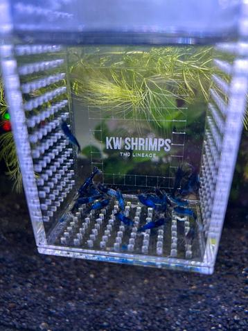 Blue Diamond Rili Neocaridina siergarnaal beschikbaar voor biedingen