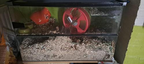 Knaagdieren, Dieren en Toebehoren, Knaagdieren, Januari, Tam