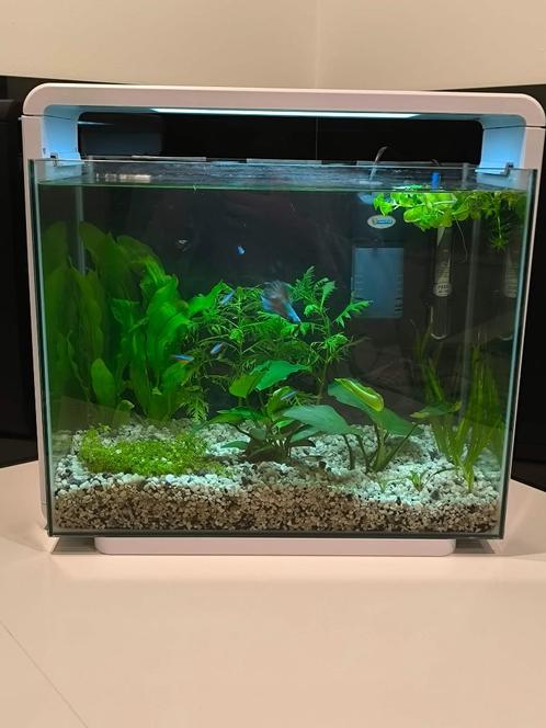Superfish home 40, Dieren en Toebehoren, Vissen | Aquaria en Toebehoren, Gebruikt, Leeg aquarium, Ophalen