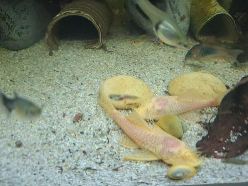 Ancistrus albino 2 jonge mannen, Dieren en Toebehoren, Vissen | Aquariumvissen