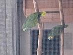 Blauw  voorhoofd amazones, Dieren en Toebehoren, Vogels | Parkieten en Papegaaien