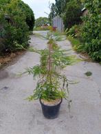 Kustsequoia te koop, Tuin en Terras, Bloeit niet, Overige soorten, 100 tot 250 cm, Ophalen
