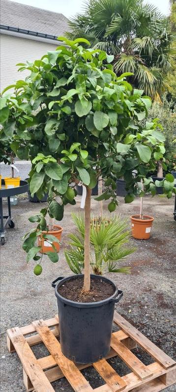 Citrus citroen  beschikbaar voor biedingen