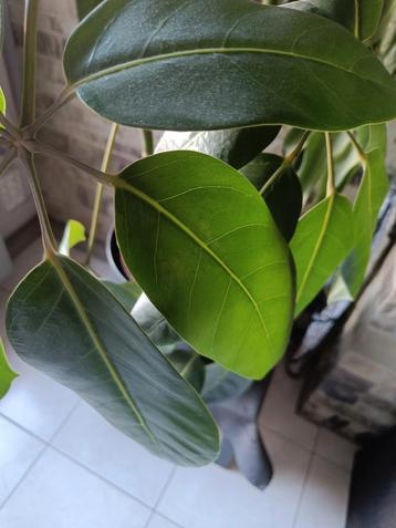 Schefflera arboricola beschikbaar voor biedingen