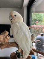 Mooie grote Goffini kaketoe, Dieren en Toebehoren, Tam