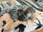 Exotic korthaar, Dieren en Toebehoren, Katten en Kittens | Raskatten | Korthaar, Meerdere dieren, Gechipt, 0 tot 2 jaar