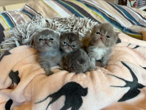 Exotic korthaar, Dieren en Toebehoren, Katten en Kittens | Raskatten | Korthaar, Meerdere dieren, 0 tot 2 jaar, Met stamboom, Gechipt