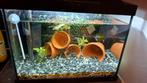 Aquarium Superfish in Glas, Dieren en Toebehoren, Ophalen, Zo goed als nieuw