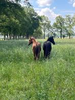 Opfok van jonge paarden, Dieren en Toebehoren