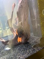 Pseudacanthicus leopardus – L600 +- 13cm, Dieren en Toebehoren, Vissen | Aquariumvissen
