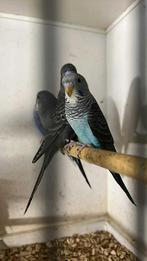 Blackwing split blackface, Dieren en Toebehoren