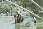 INDISCHE  OLIFANTEN  IN  BAD  in  SRI LANKA + Mooie zegels !, Verzamelen, Postkaarten | Dieren, Verzenden, 1980 tot heden, Gelopen