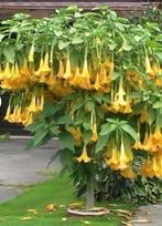 Brugmansia planten wit, geel of roze, Tuin en Terras, Planten | Tuinplanten, Ophalen
