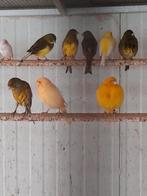 Kanaries geel en bonte jonge vogels 25euro koppel