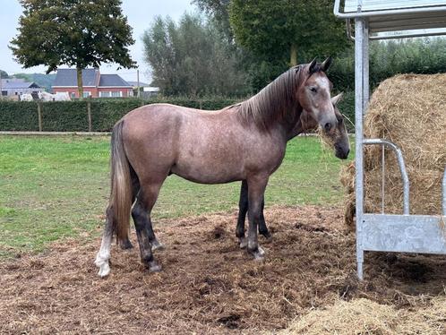 Lipizzaner ruin, Dieren en Toebehoren, Paarden, Ruin, Onbeleerd, Minder dan 160 cm, 0 tot 2 jaar, Met stamboom, Gechipt, Ontwormd