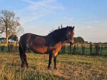 Zachte exmoor merrie zoekt ervaren eigenaar beschikbaar voor biedingen