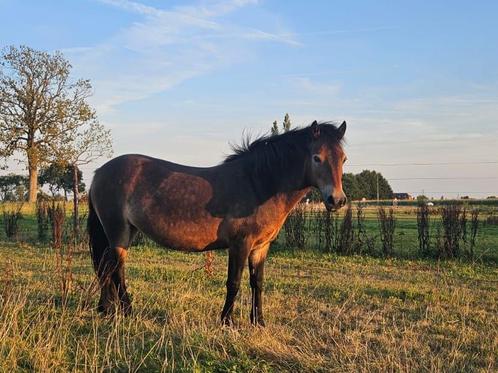 Zachte exmoor merrie zoekt ervaren eigenaar, Dieren en Toebehoren, Pony's, Merrie, B pony (1.17m tot 1.27m), 7 tot 10 jaar, Gechipt
