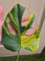 Monstera aurea variegata (large form), Huis en Inrichting, Ophalen of Verzenden