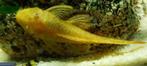 Borstelneus ancistrus dolichopterus albino (man), Dieren en Toebehoren