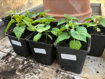 Peperplantjes Carolina Reaper beschikbaar voor biedingen