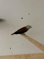 Witkop nonnen, maya, Dieren en Toebehoren, Vogels | Overige Vogels, Geringd