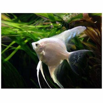 2 Maanvissen -Pterophyllum Scalare wit en zwart, Dieren en Toebehoren, Vissen | Aquariumvissen, Vis, Zoetwatervis