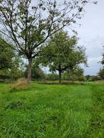 Gezocht: oude appel boomgaarden of grasland voor aanplant, Zakelijke goederen, Ophalen of Verzenden