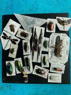 vlinders,cicade, schorpioen, kevers, vogelspin sprinkhaan, Nieuw, Opgezet dier, Ophalen of Verzenden, Insect